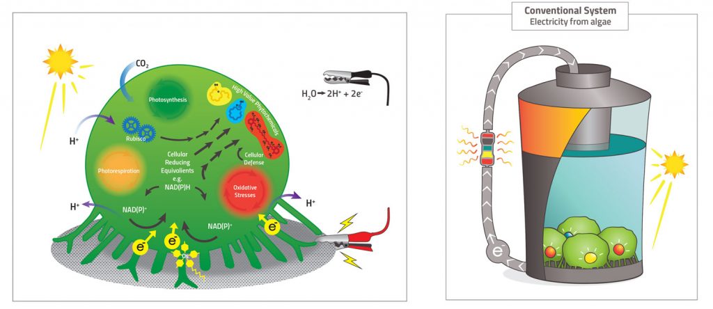 Images for Cawthron Institute