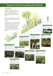 Planting Plan Illustration by Kirsten Revell