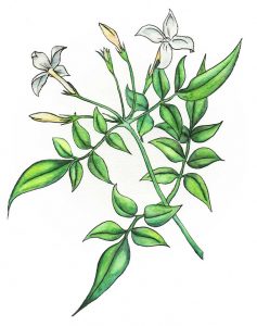 Illustration of Jasmine for Skincare company